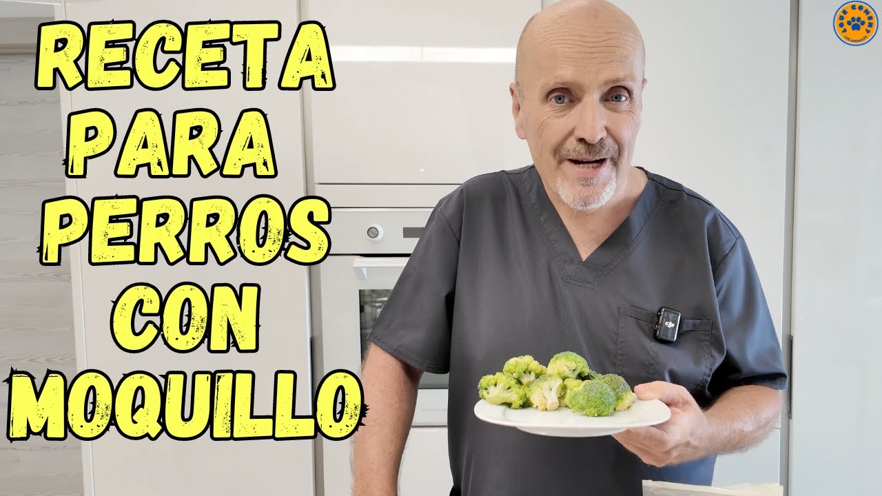 💝 RECETA DE COMIDA PARA PERROS CON MOQUILLO CON REMEDIOS CASEROS PARA ELLOS 💝