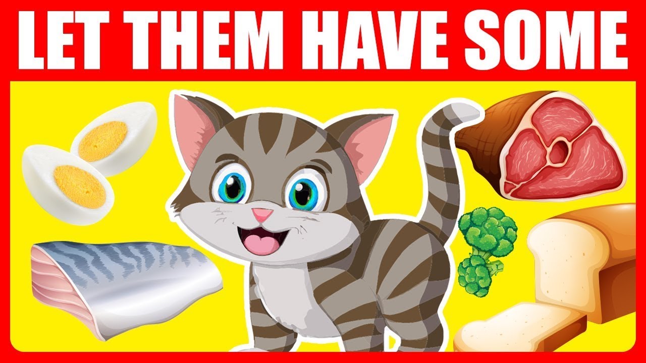 15 продуктов питания, которые на самом деле полезны для кошек!