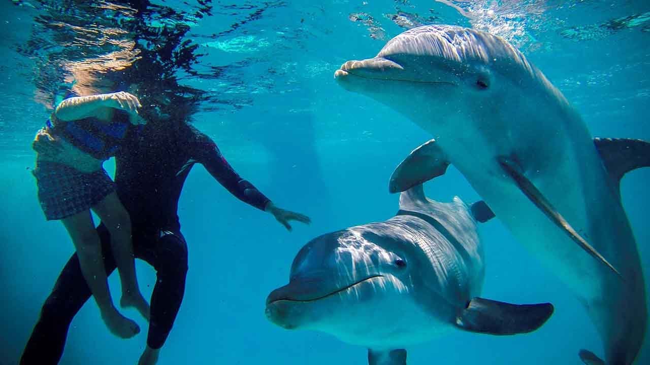 Pink dolphin therapy helps people with disability