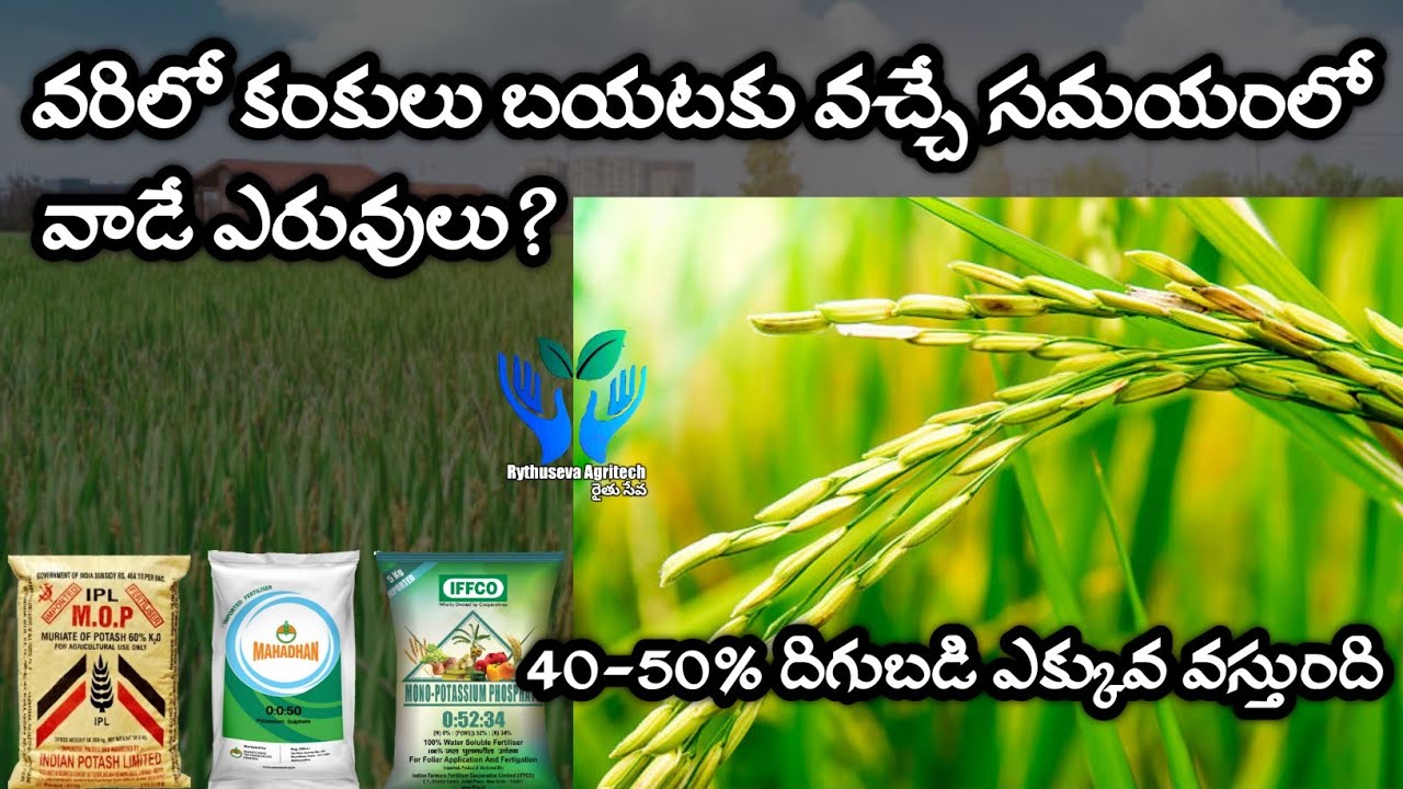 వరిలో కంకులు బయటకు వచ్చే సమయంలో ఇ ఎరువులు వాడితే 40-50% దిగుబడి ఎక్కువ వస్తుంది | Rythuseva Agritech