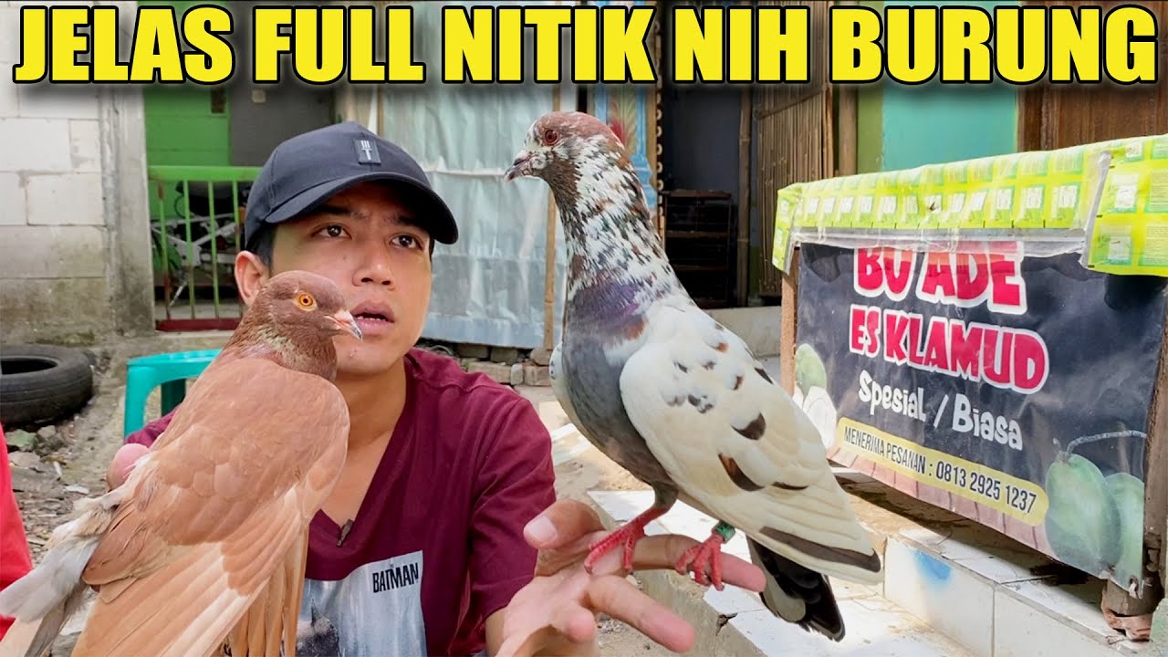 CARI MERPATI PELATIH BARU