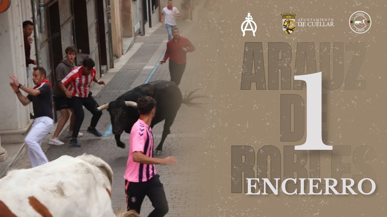 PRIMER ENCIERRO de Cuéllar 2025 | Toros de Araúz de Robles