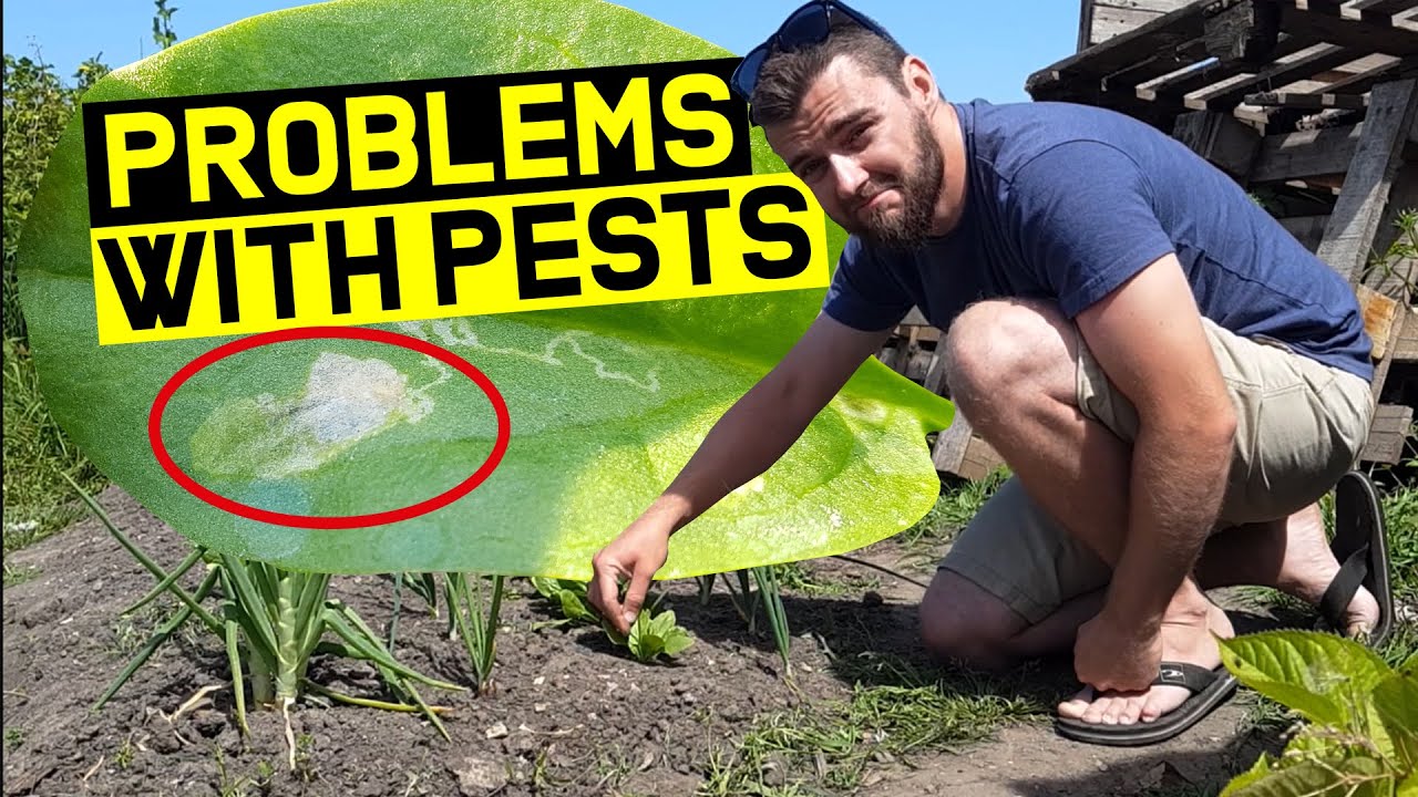 Allotment Progress: Fighting Pests, Quadgrow & Plot Ramble | JB's Allotment Diary