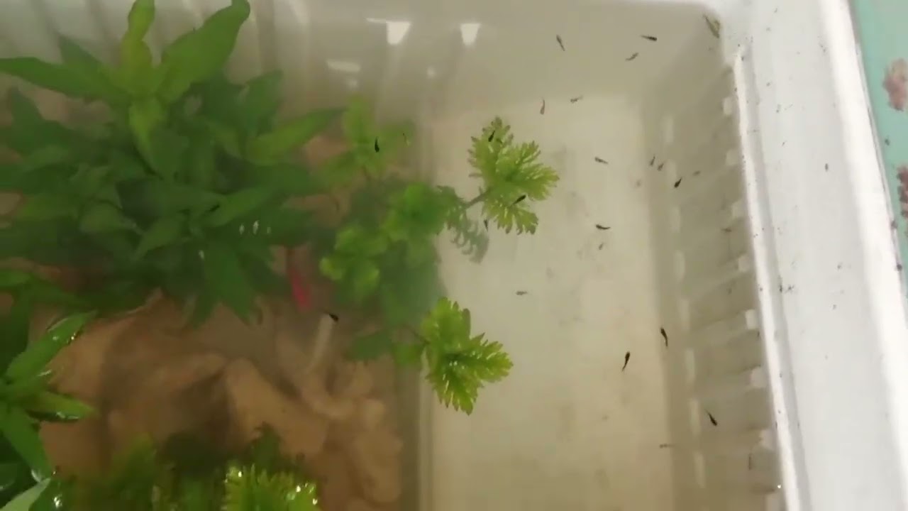 Beautiful Molly Fish Breeding Aquarium 🐟✨ | Relaxing Aquarium Shorts #Shorts