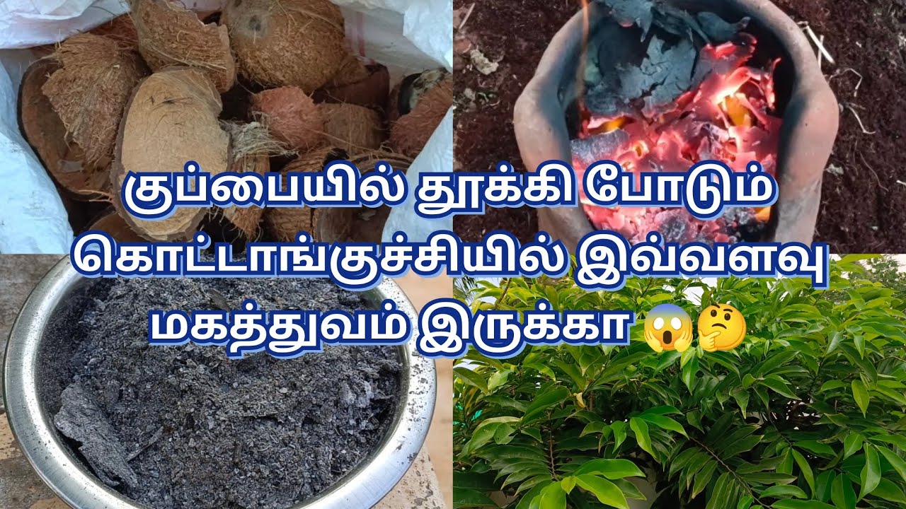 கொட்டாங்குச்சி சாம்பல் பயிர்களுக்கு சிறந்த உரம் Coconut shell ash-best fertilizer