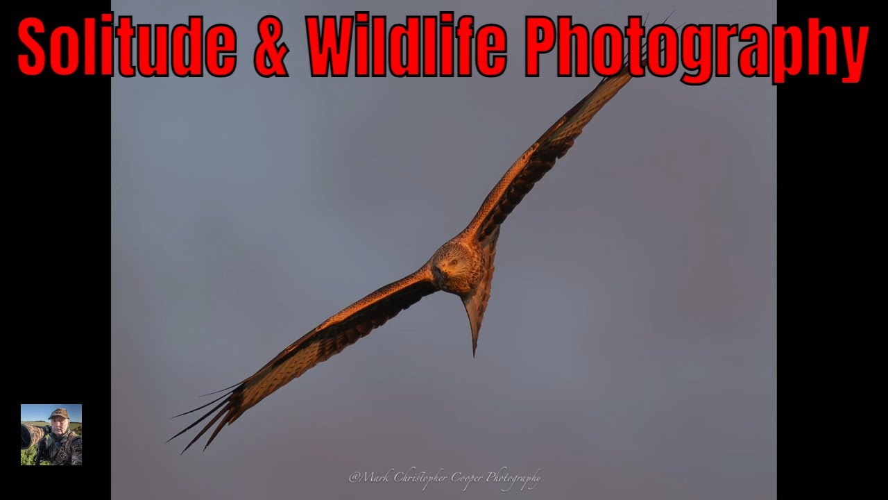 Solitude on Salisbury Plain | Quiet Moments, Red Kites & Goldcrest Reflections