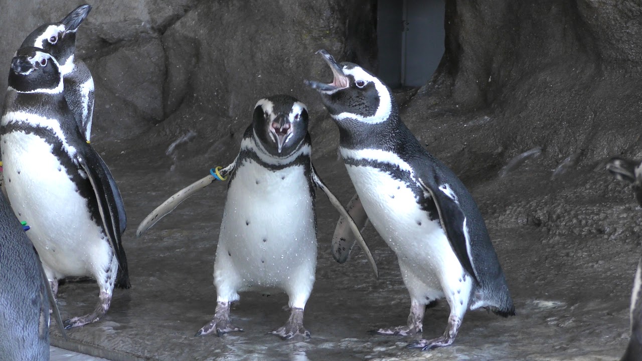 マゼランペンギン (しながわ水族館) 2017年11月26日