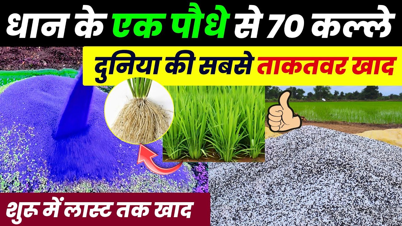 Dhaan me kon kon si khad dalen | Dhaan me best fertilizer🌾धान में कौनसी खाद डालें dhan me fertilizer