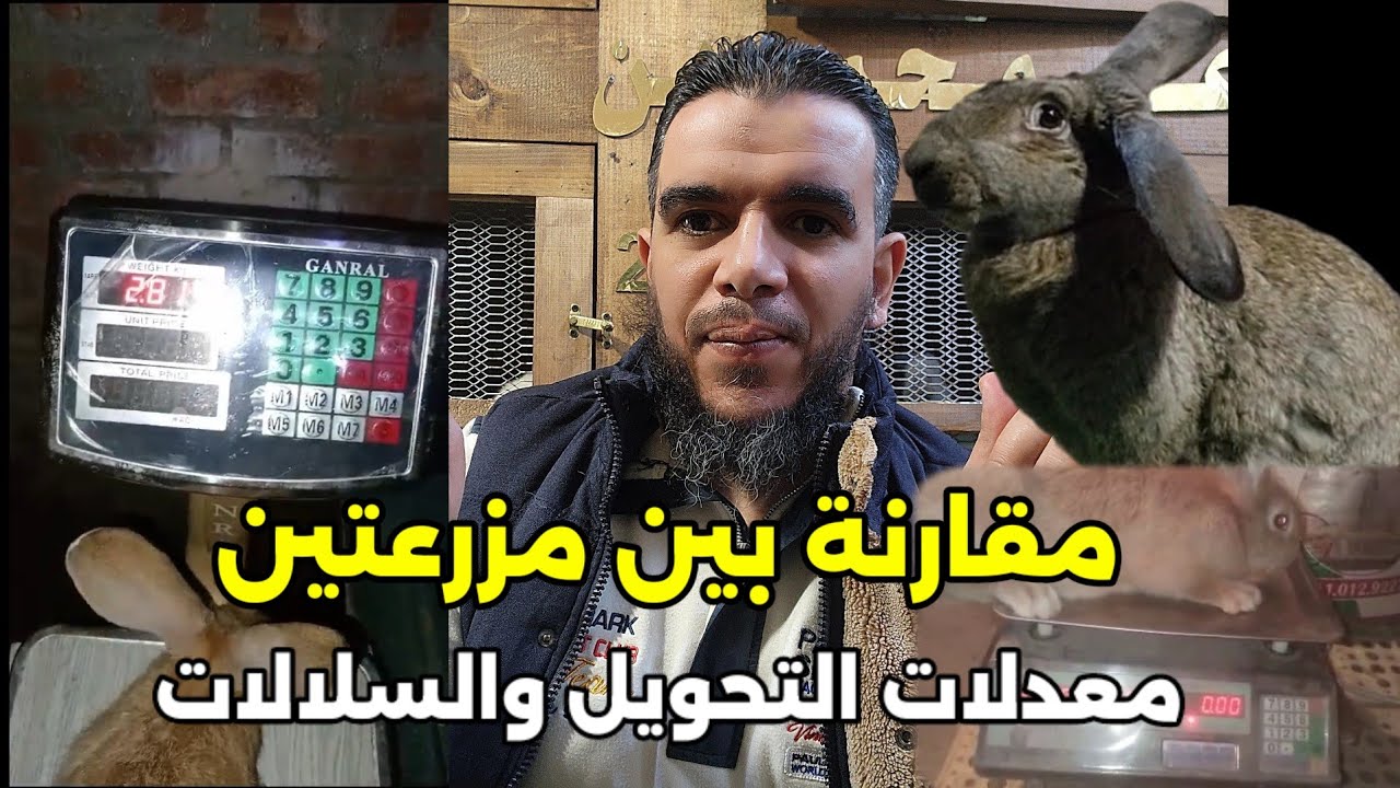 اول مقارنة بين مزرعتين في معدلات التحويل مع سلالات الارانب حلقة فيها فوائد كثيرة
