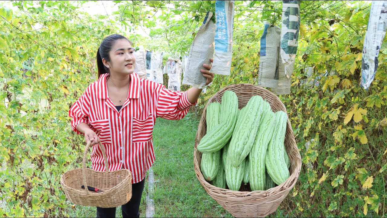 Bitter gourd season is coming again in my village / Bitter gourd cooking / Cooking with Sreypov