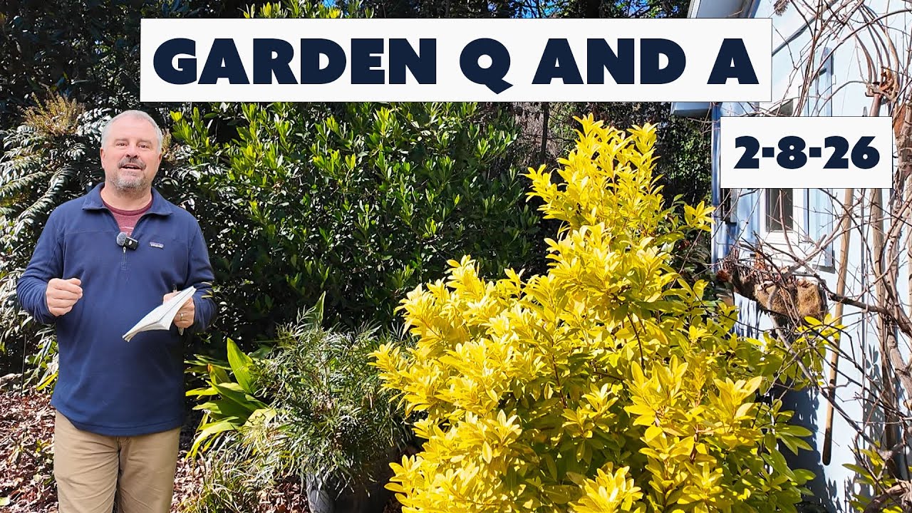 Freezing Temps, Wind Chill on Plants, Feeding Birds, Native Plants for Tough Spot - Garden Q and A