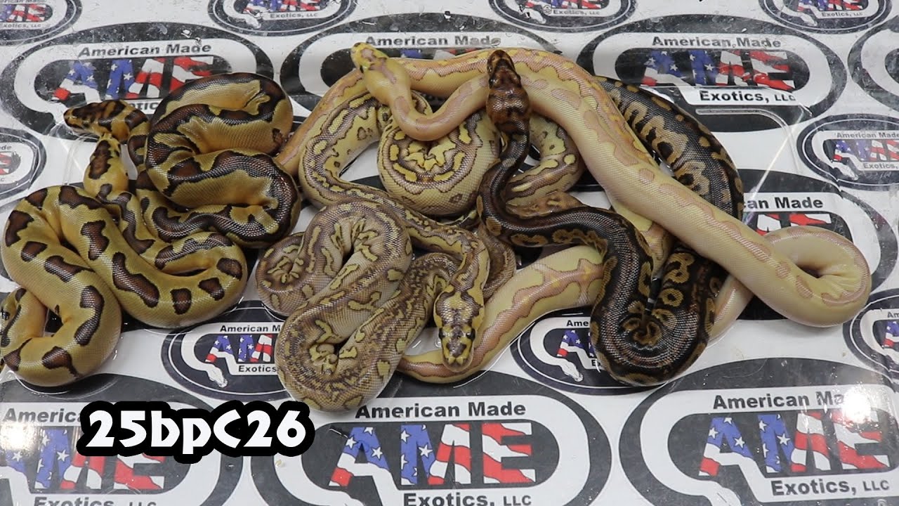25bpC26 Клоун Энчи x м Незнакомец Клоун Комбо