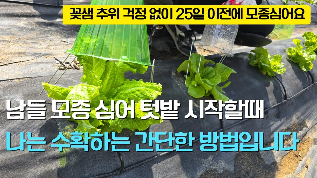 178. 남들이 텃밭에 모종 심을때 나는 수확할 수 있는 간단한 방법입니다. 수확도 25일 앞당 길 수 있습니다