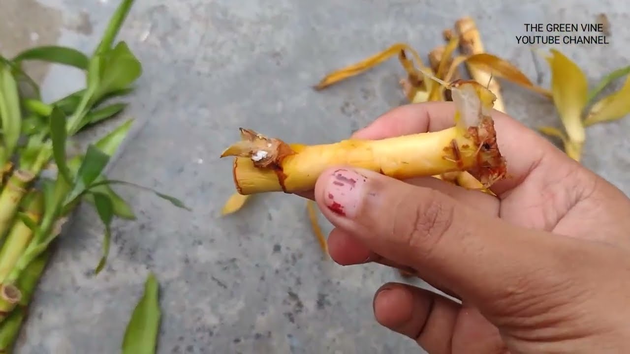 LUCKY BAMBOO मर जाएगा अगर इन टिप्स का इस्तमाल नहीं किया तो😲❌🙅‍♀️🌱 WATCH NOW!!  