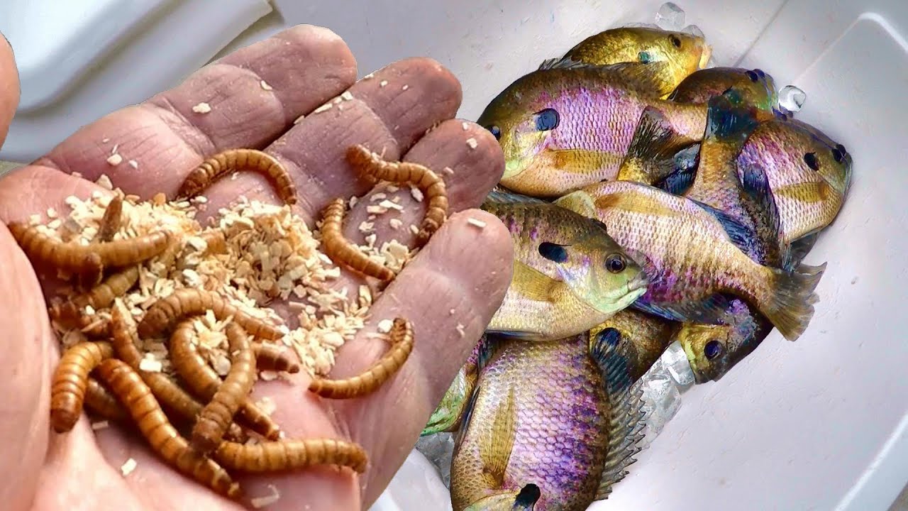 Catch LOADS Of Bluegill Easy With Mealworms!