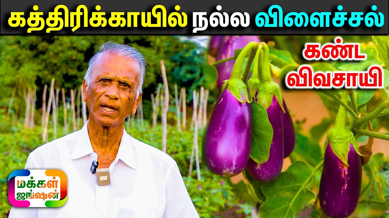 நல்ல விளைச்சல் கண்ட விவசாயி, ஒட்டுக் கட்டிய கத்திரிக்காய் நாற்றுகள், Eden Nursery, Grafted Brinjals