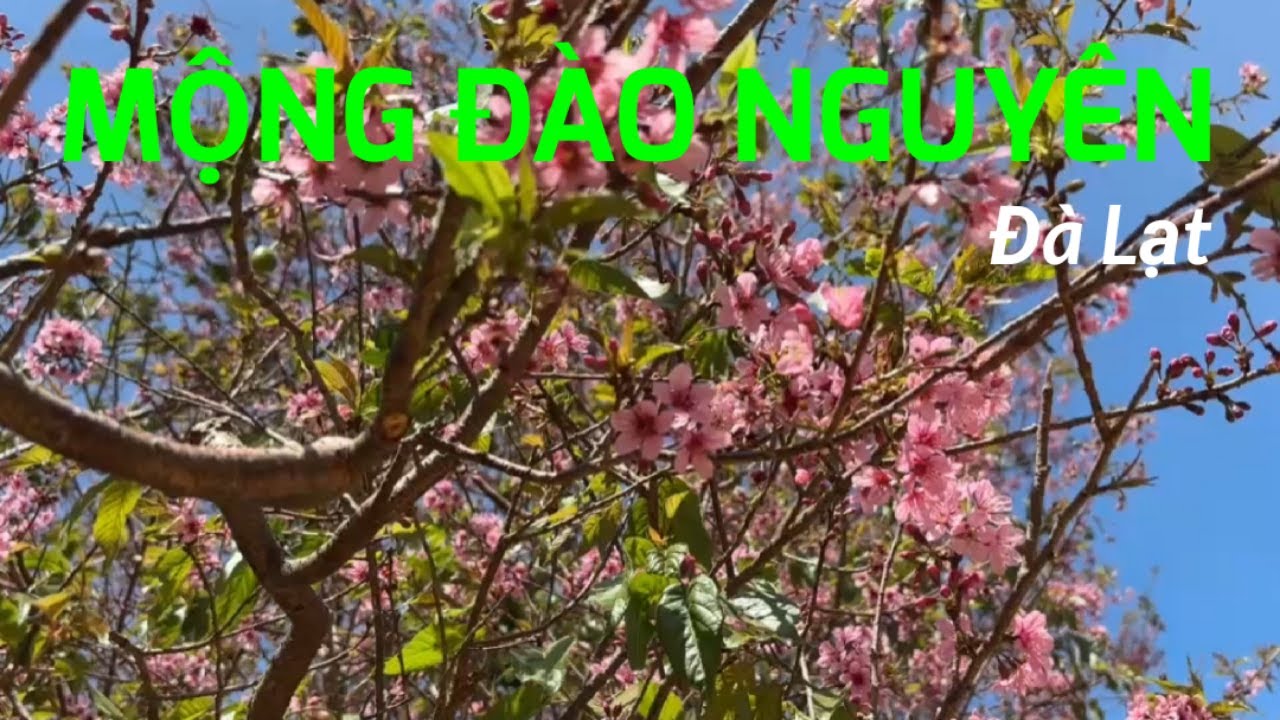Ngắm hoa Mai Anh Đào ở Mộng Đào Nguyên, Đà Lạt