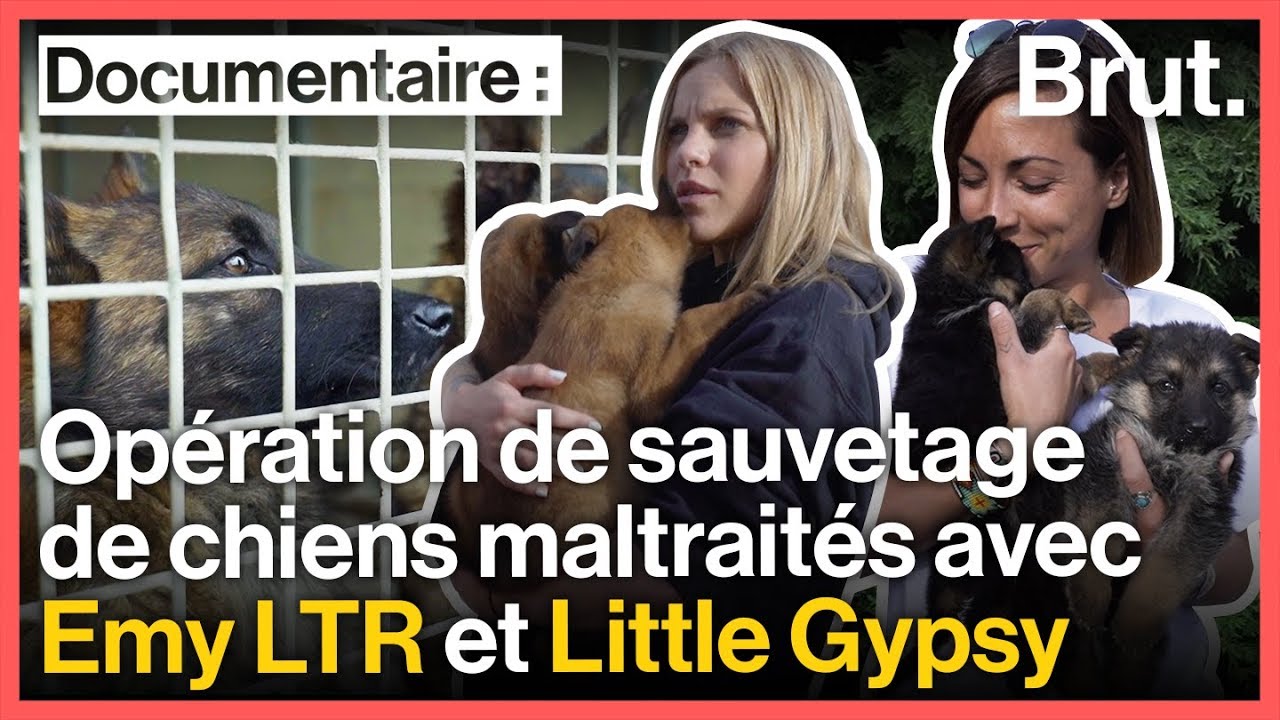 Emy LTR et Little Gypsy au secours de chiens maltraités avec 30 millions d'amis