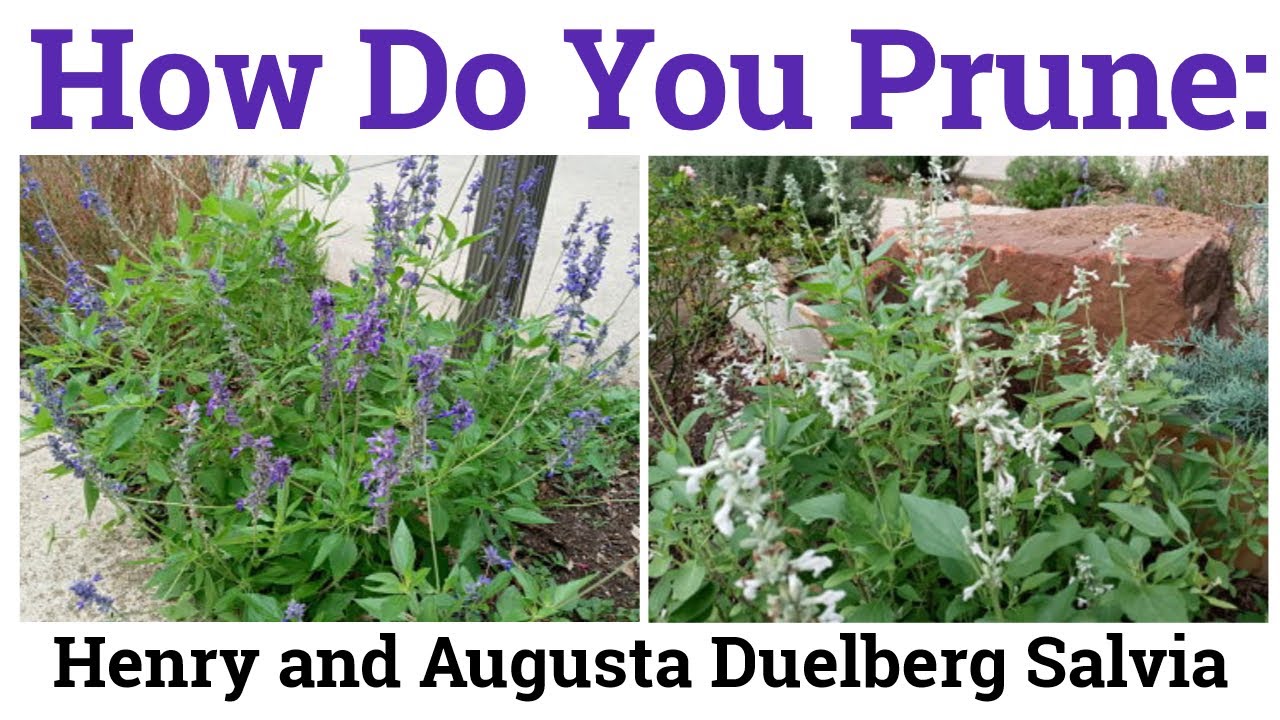 How to Prune Henry and Augusta Duelberg Salvia