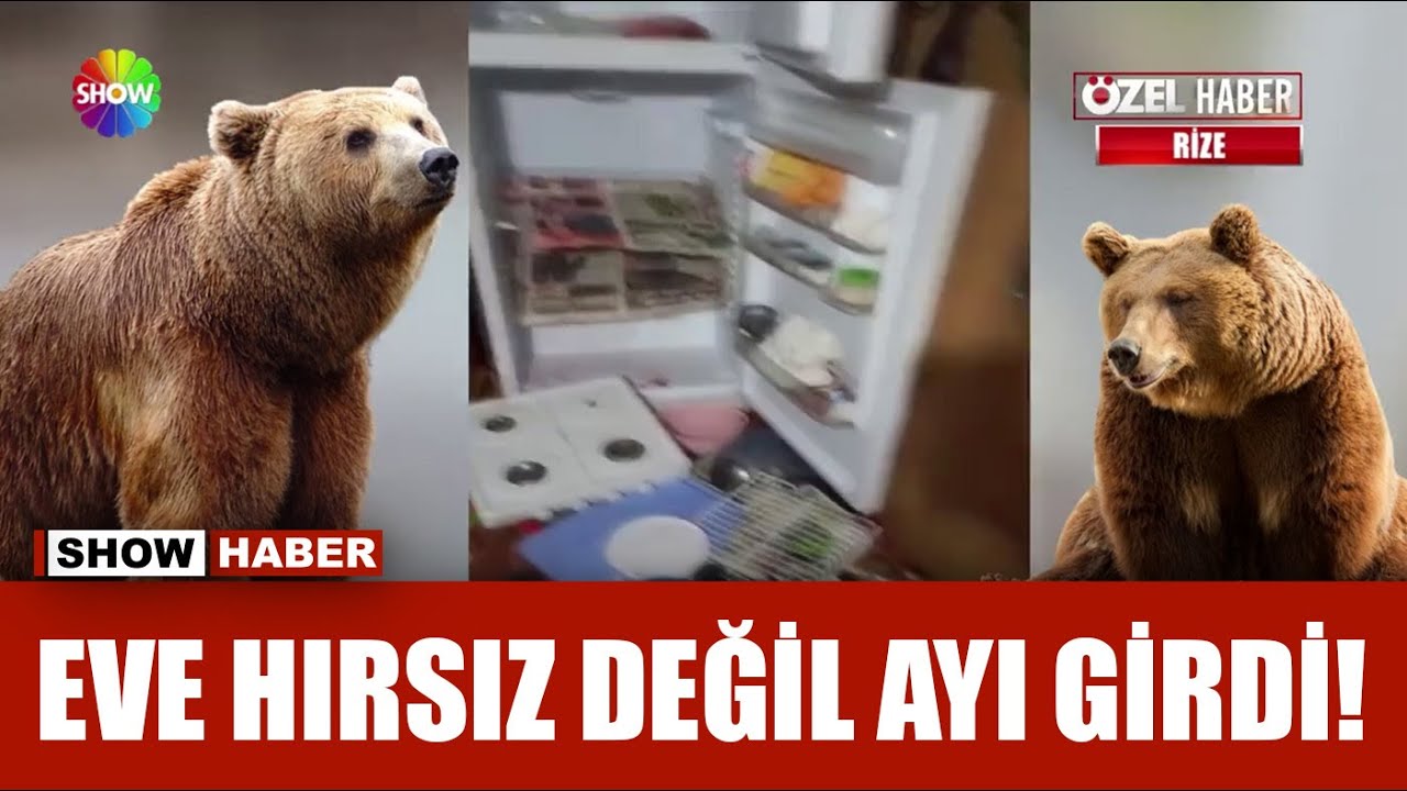 Dikkat! Evde ayı var!