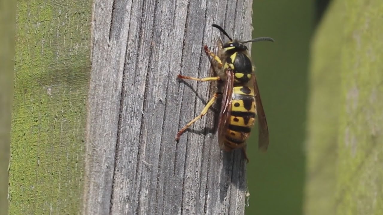 Nehézlégzést vagy fulladást is okozhat a méh és darázscsípés
