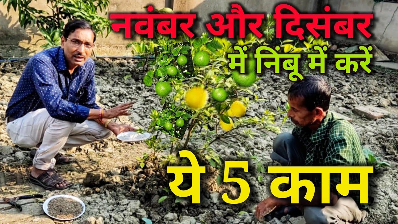 नवंबर और दिसंबर में निंबू के पेड़ में करें ये 5 काम , इतना निंबू आयेंगे की तोड़ते तोड़ते थक जायेंगे