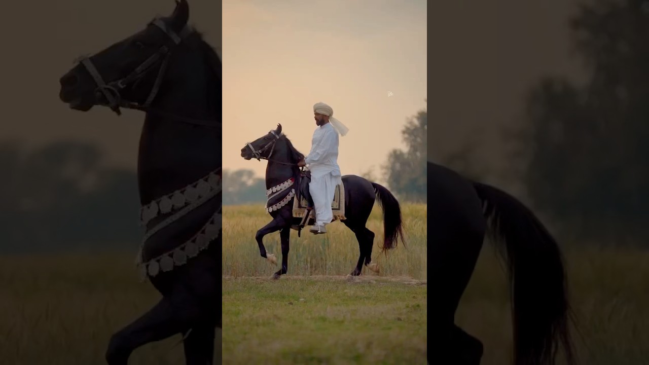 Sirpunch beautiful desi horse of Pakistan || Mushka ghora #horse #viralvideo #shorts