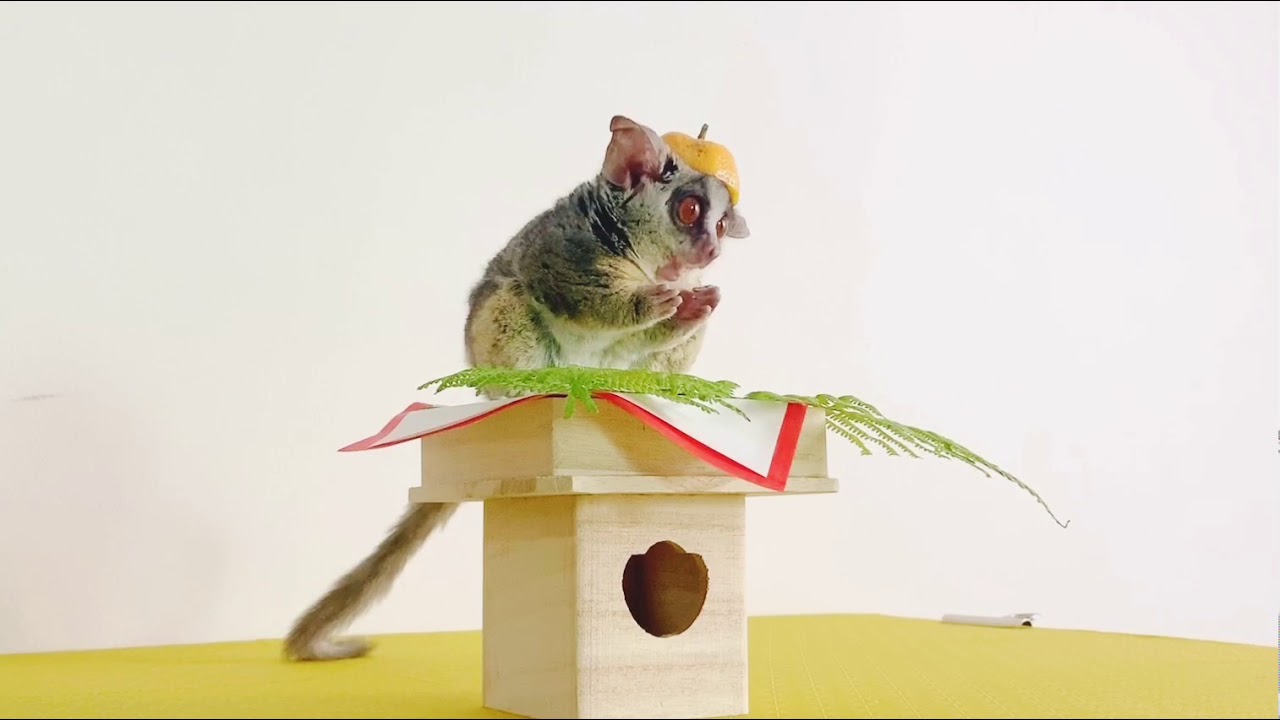 鏡餅になりきる猿 Bushbaby the Pizzatoru / ショウガラゴのピザトル