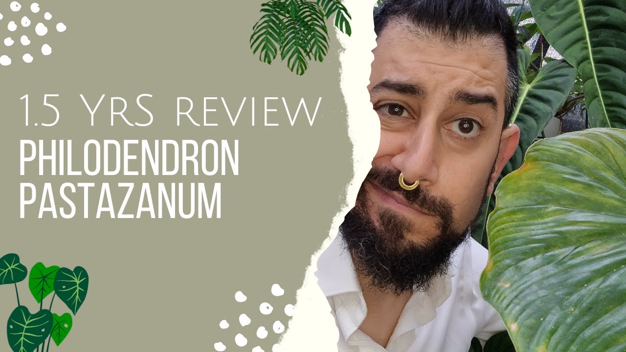 Philodendron pastazanum Review | 1.5 Years Later | Everything went wrong and Pest Galor