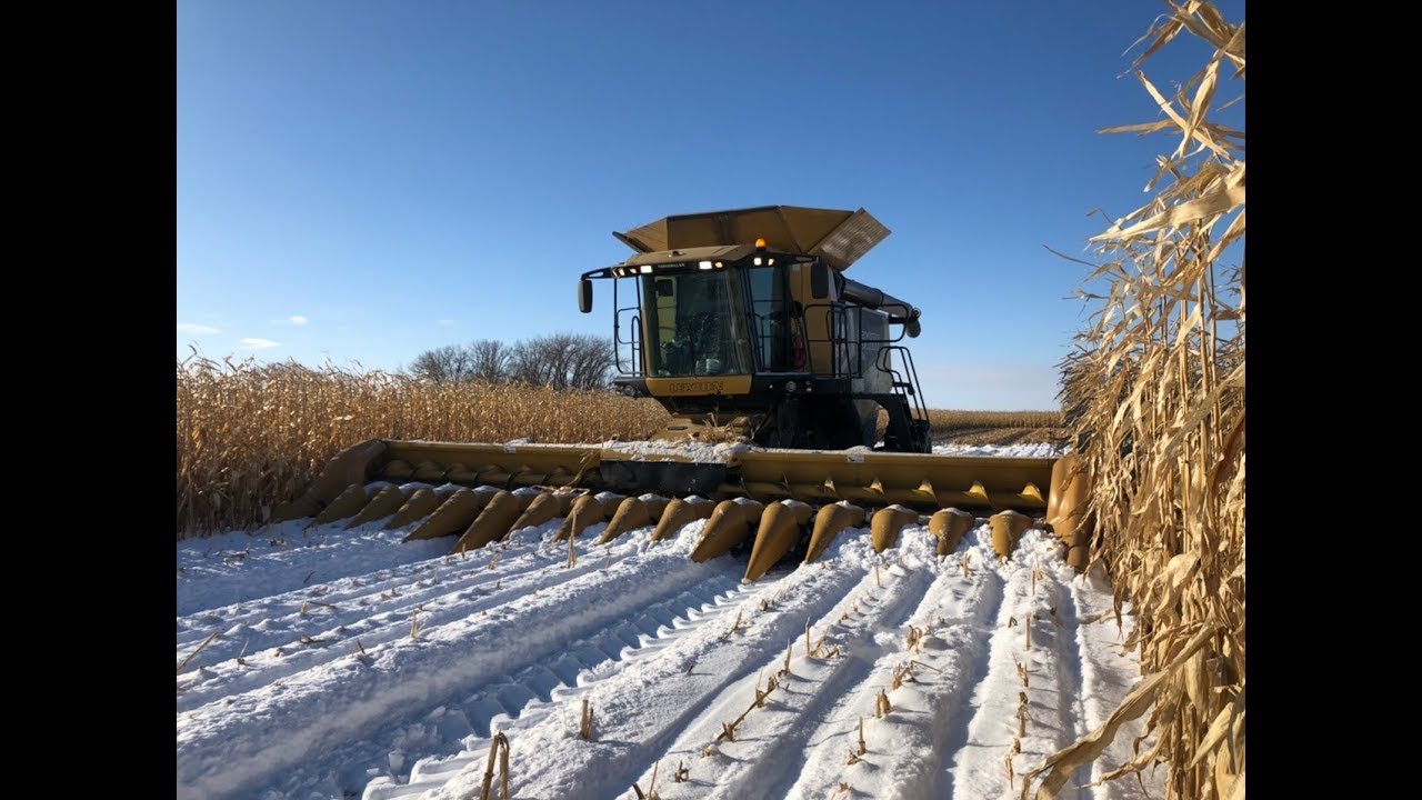 Combining corn in the snow