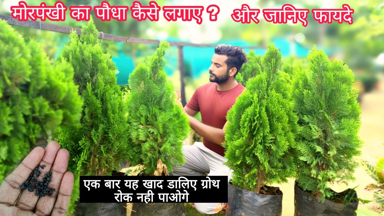 How To Grow And Care Thuja / Morpankhi Plant ।। एक बार इस खाद को डालिए ग्रोथ रोक नही पाओगे