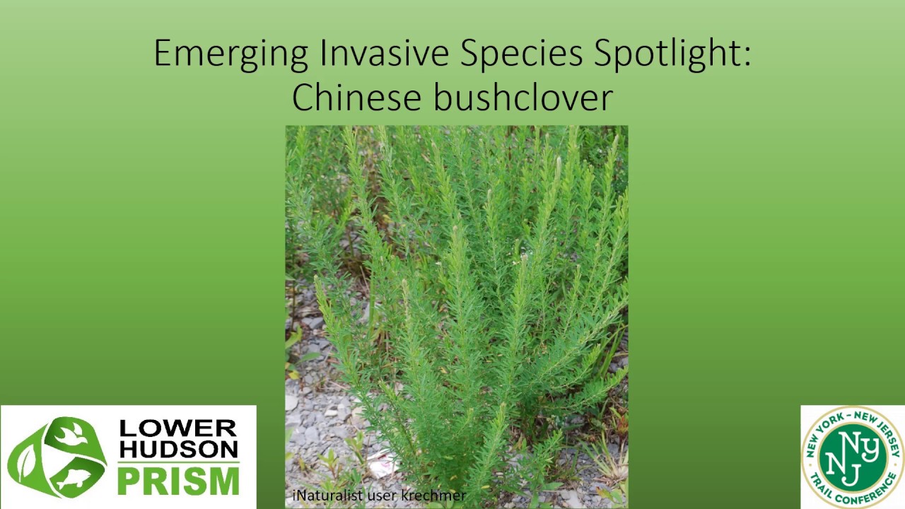 Chinese Bushclover Species Spotlight