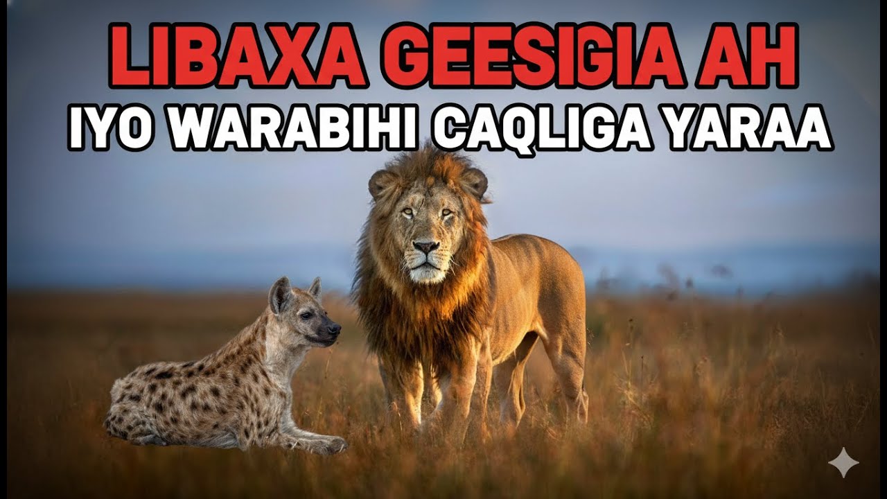 SHEEKADA: “LIBAAXA GEESIGA AH IYO WARAABIHII CAQLIGA YARAA”