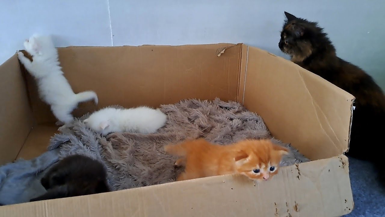 子猫が動き始めたら、先住猫はこうなりました