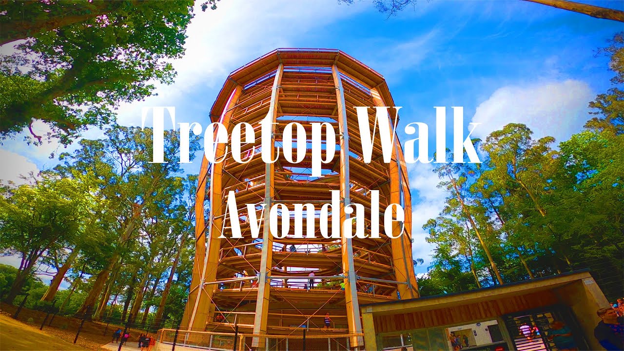 Walk Beyond The Trees | Avondale Forest Park Ireland | Treetop Walk and Viewing Tower