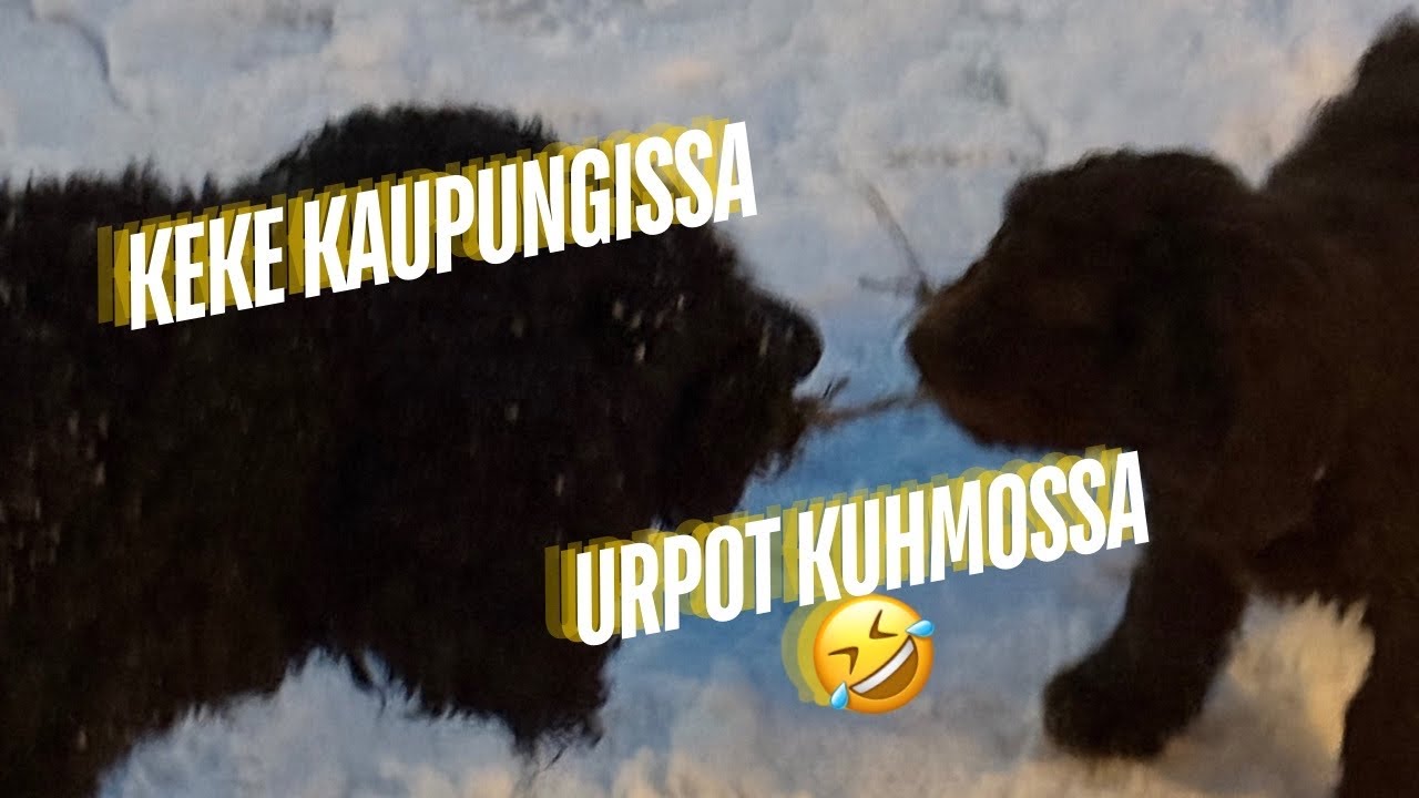 Loppu viikon kooste | Keke kaupungissa | Kuhmo ralli