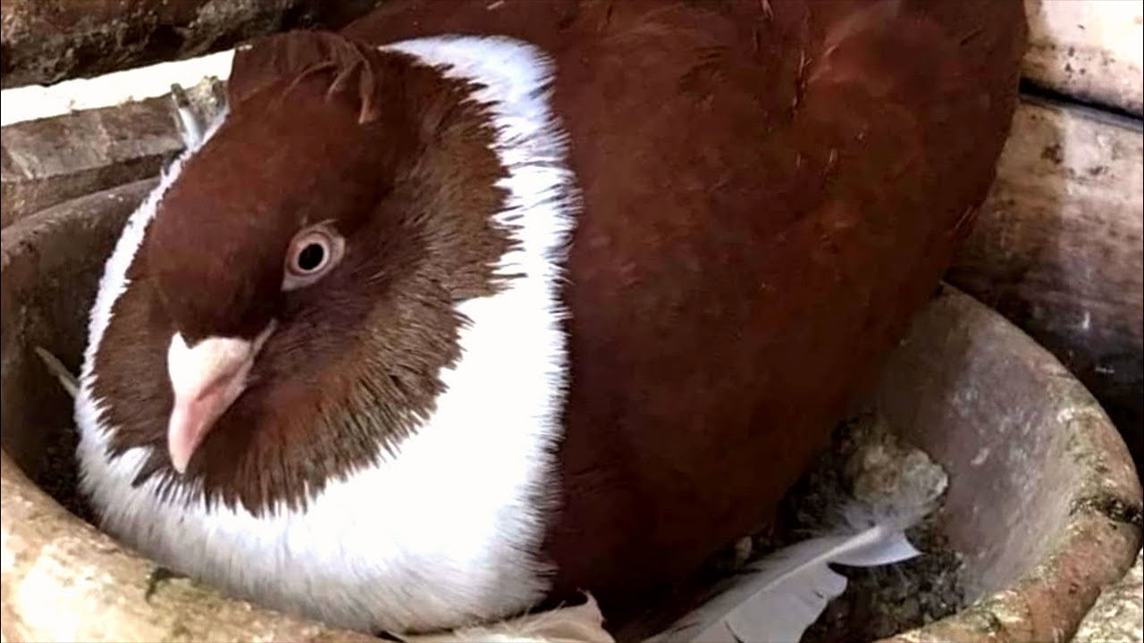 Best fancy pigeon breeds - Fancy pigeon loft