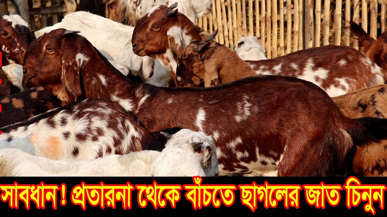 সাবধান তোতাপুরি,শিরোহী,হরিয়ানা,যমুনাপারি ছাগল কিনে প্রতারনা থেকে বাঁচতে ছাগলের জাত চিনুন goat fram