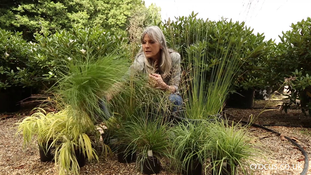 The best ornamental grasses for shade