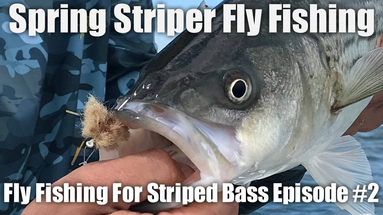 An In-depth Guide About Spring Striper Fly Fishing. Fly Fishing For Striped Bass: Episode #2