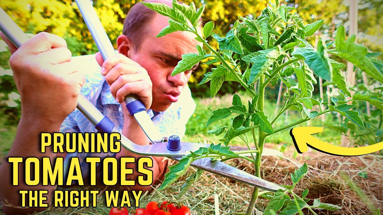 Grow Fruits Not Foliage: Pruning Tomato Plants To Maximise Yield and Health