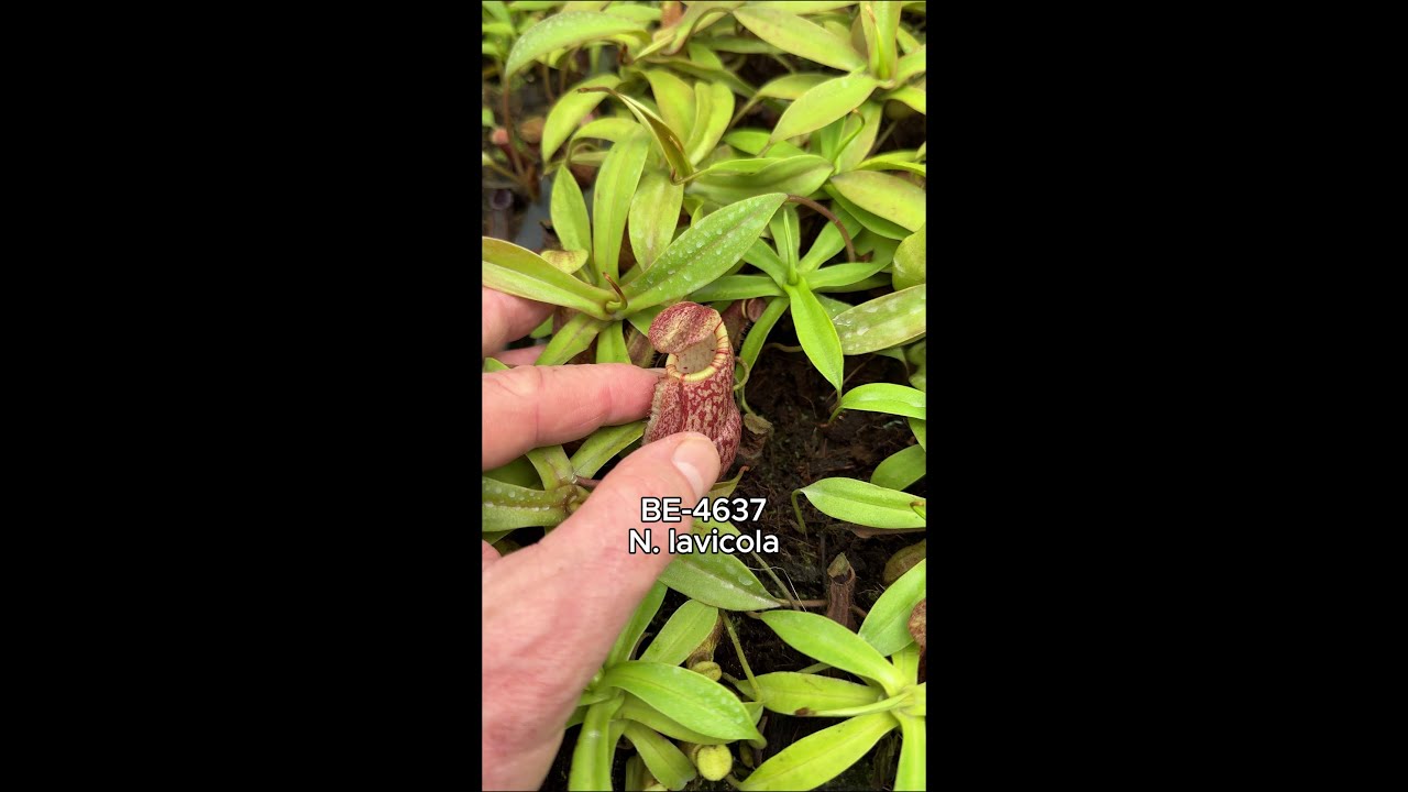 Spotlight on BE-4637 | N. lavicola | New Introduction
