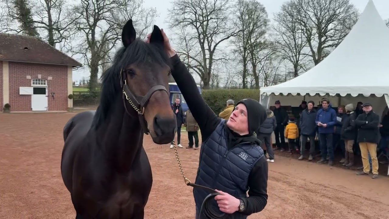 Goliath du Berlais : la Route des Étalons 2025 au Haras de la Tuilerie.
