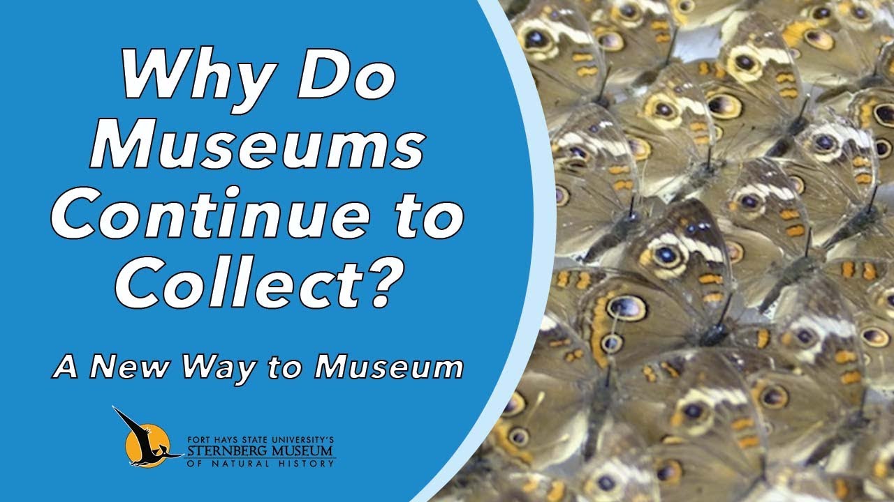 Why Do Museums Continue to Collect? | A New Way to Museum
