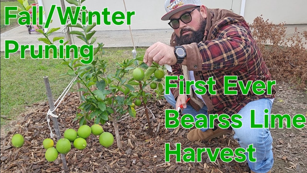 First Ever Bearss Lime Harvest/Fall Winter Pruning 