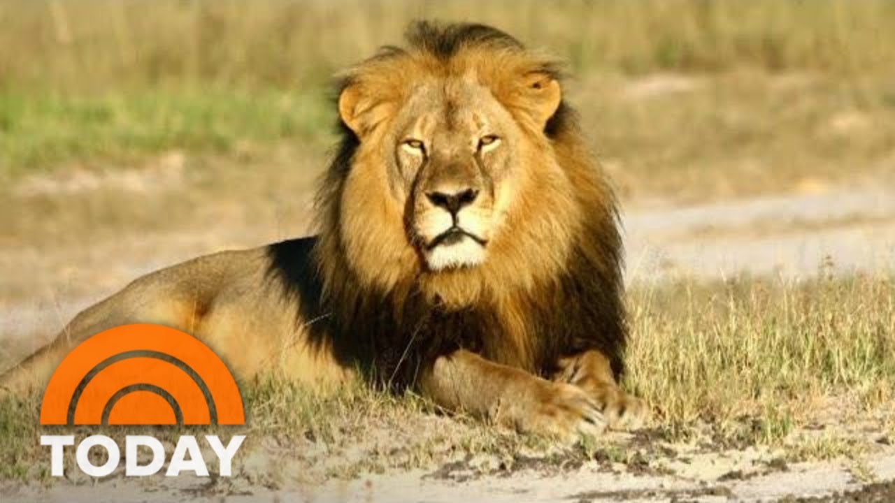 Cecil The Lion&rsquo;s Death: What Really Happened Is Revealed In New Book 'Lion Hearted' | TODAY