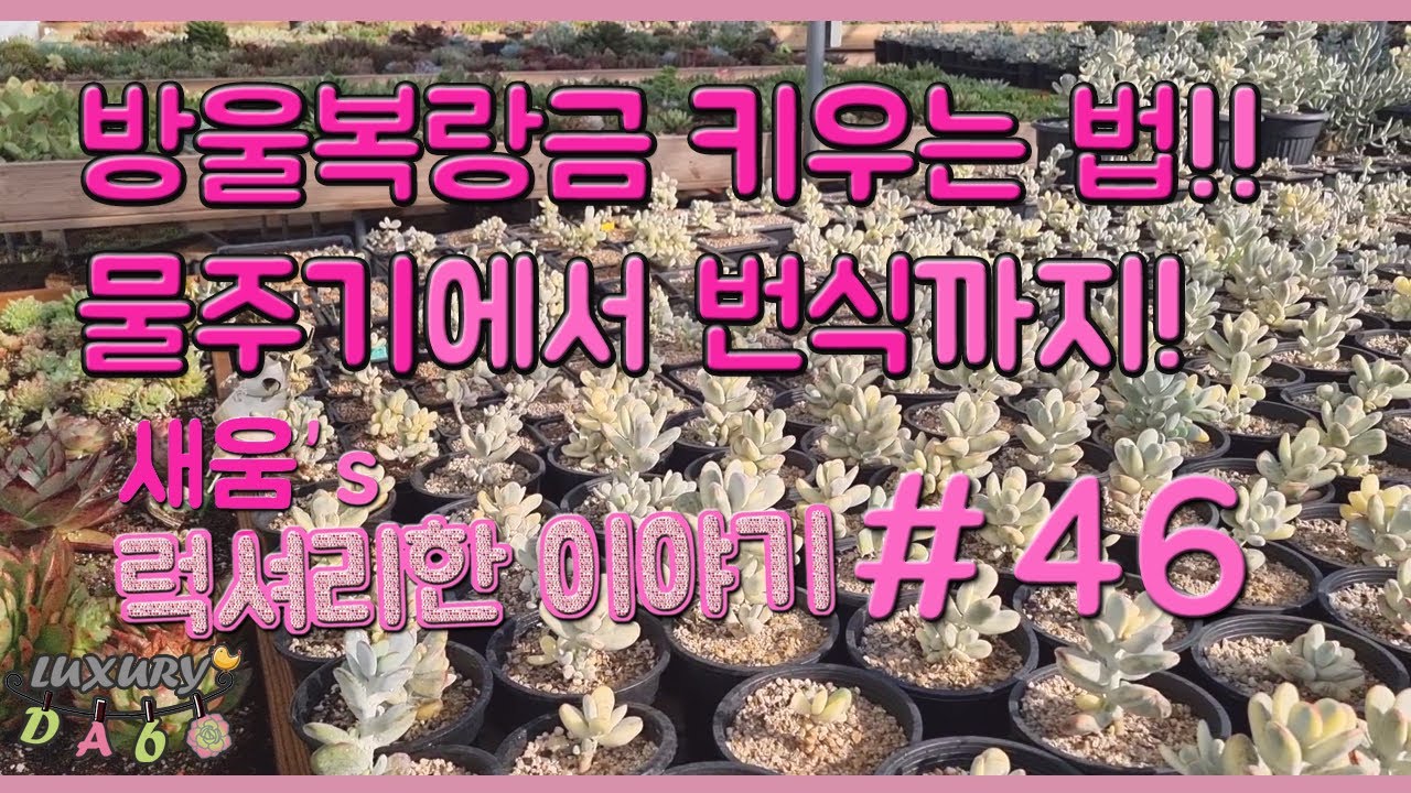 많은 분들이 사랑하는 방울복랑금 키우는 법!! 계절 별 물주기에서 번식까지! 새움의 럭셔리한 다육 이야기 46탄! #럭셔리다육