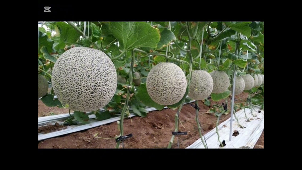 🎵정직한 선물, 복분이가 간다!#고창애농원  #주졔가 #고창의자연 