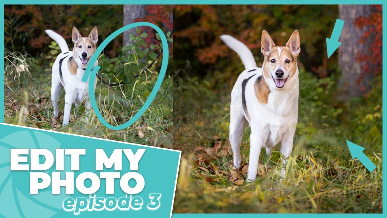 Edit My Photo Episode 3 - Creating a Distraction Free Edit / Learn Pet Photography