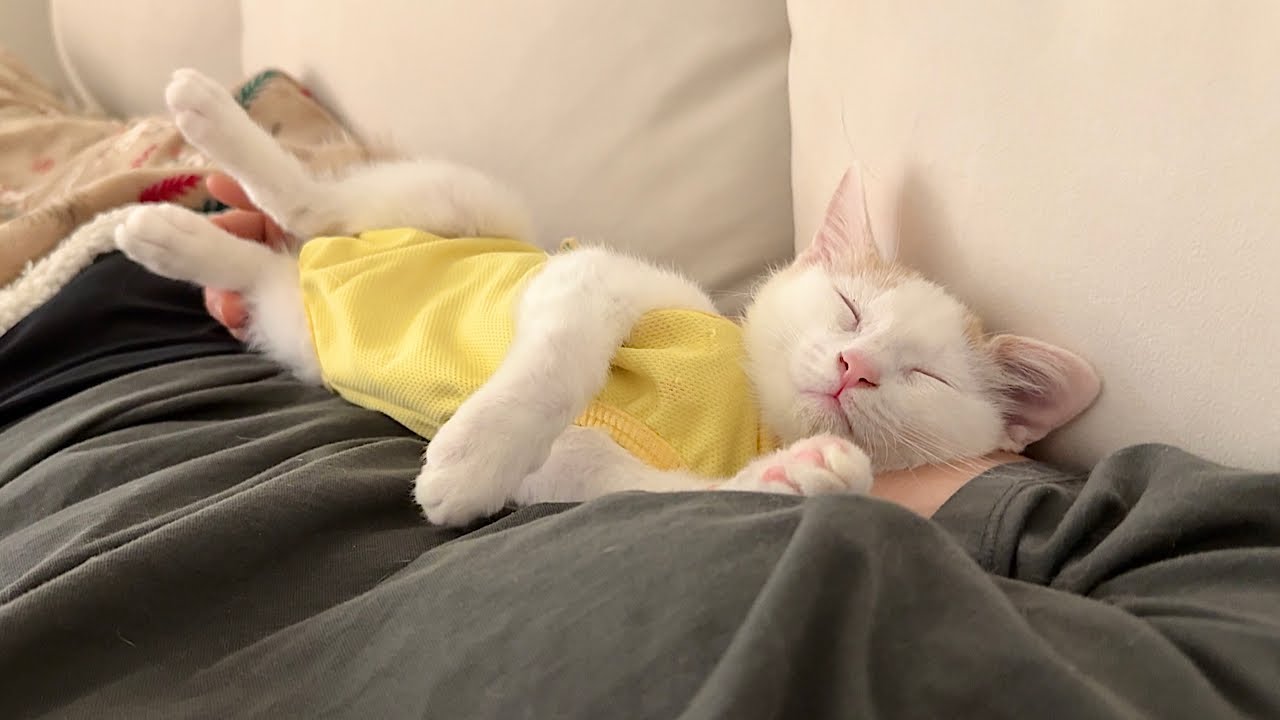 退院して久しぶりに家に帰ってきた子猫が1日中離れてくれなくてこうなっちゃいました…